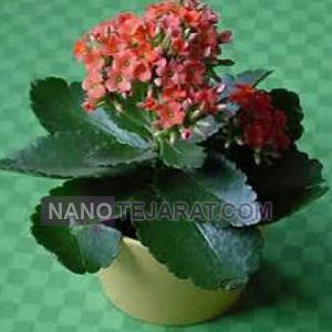 بذر گیاهان زینتی بذر گیاهان زینتی